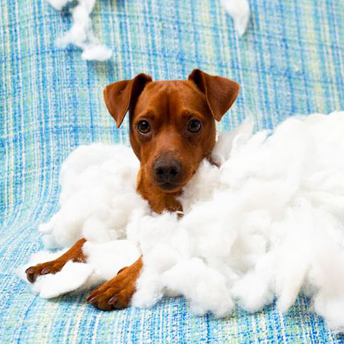 What To Expect When You Bring Home An 8 Week Old Puppy!